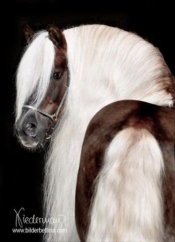 42 - красота, животные, природа, лошади - оригинал