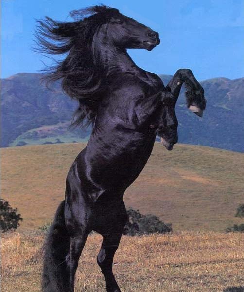 Фриз - лошадь, фриз - оригинал