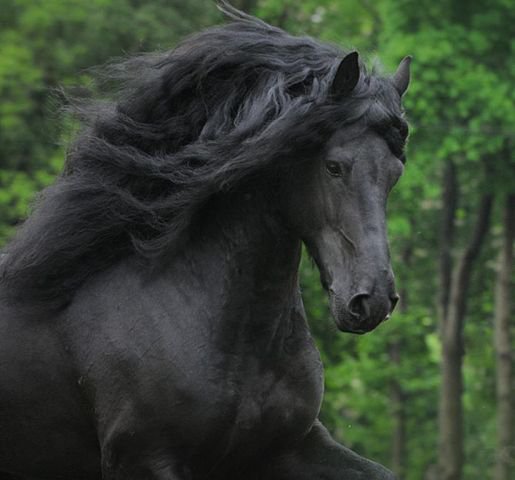 44 - красота, животные, природа, лошади - оригинал