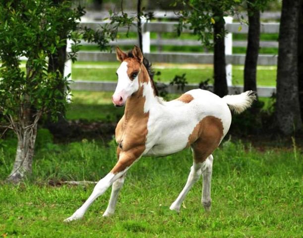 49 - природа, животные, красота, лошади - оригинал