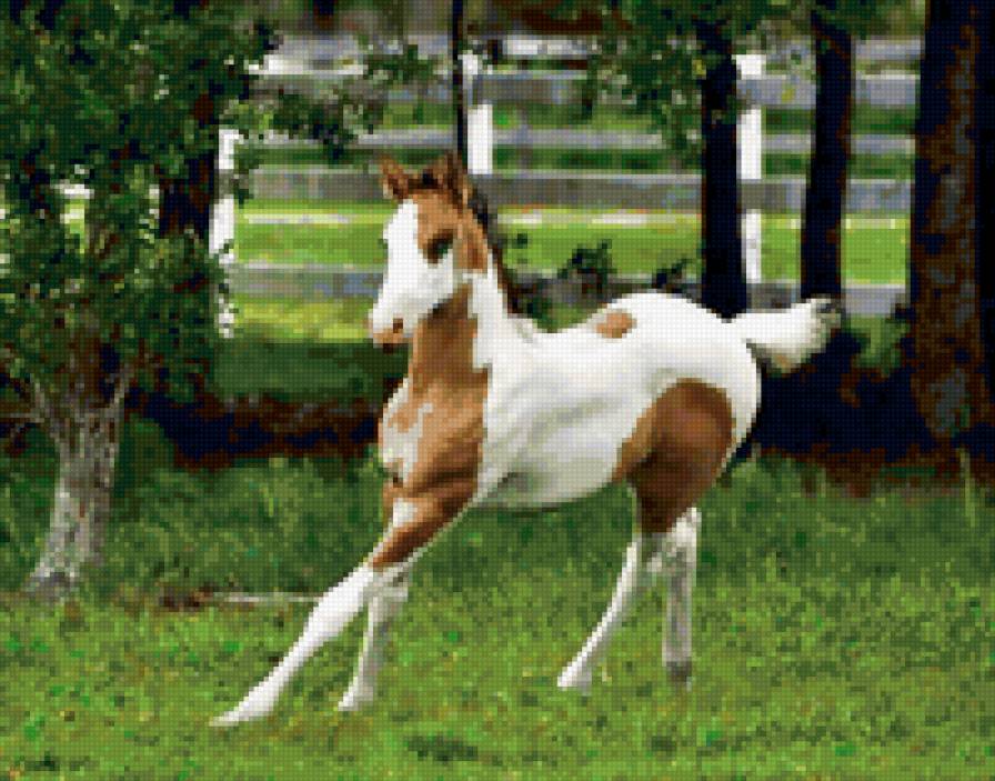 49 - природа, животные, лошади, красота - предпросмотр