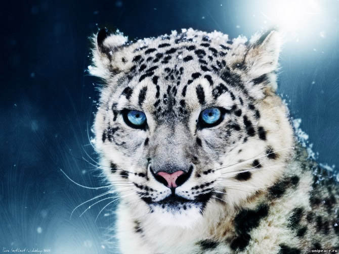 Ирбис - ирбис, кошка, сибирский леопард - оригинал