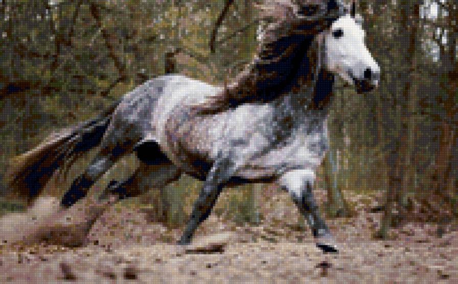 50 - животные, лошади, красота, природа - предпросмотр