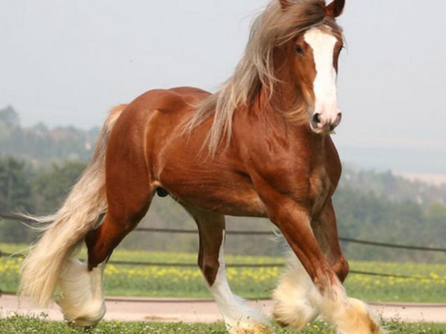 51 - животные, красота, лошади, природа - оригинал