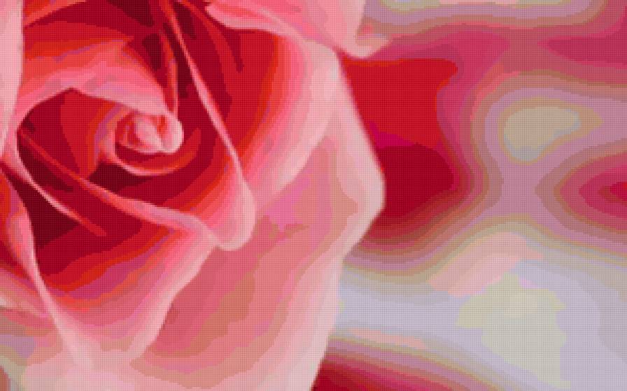 роза - цветок, роза - предпросмотр