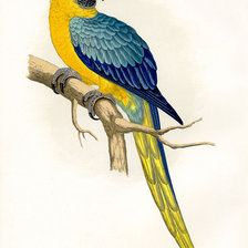Оригинал схемы вышивки «птицы. попугай» (№36132)