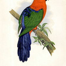 Оригинал схемы вышивки «птицы. попугай» (№36167)