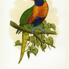 Оригинал схемы вышивки «птицы. попугай» (№36176)