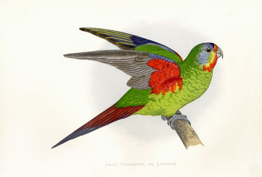 птицы. попугай - птицы. попугай - оригинал