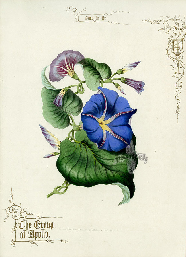 вьюнок - цветы - оригинал