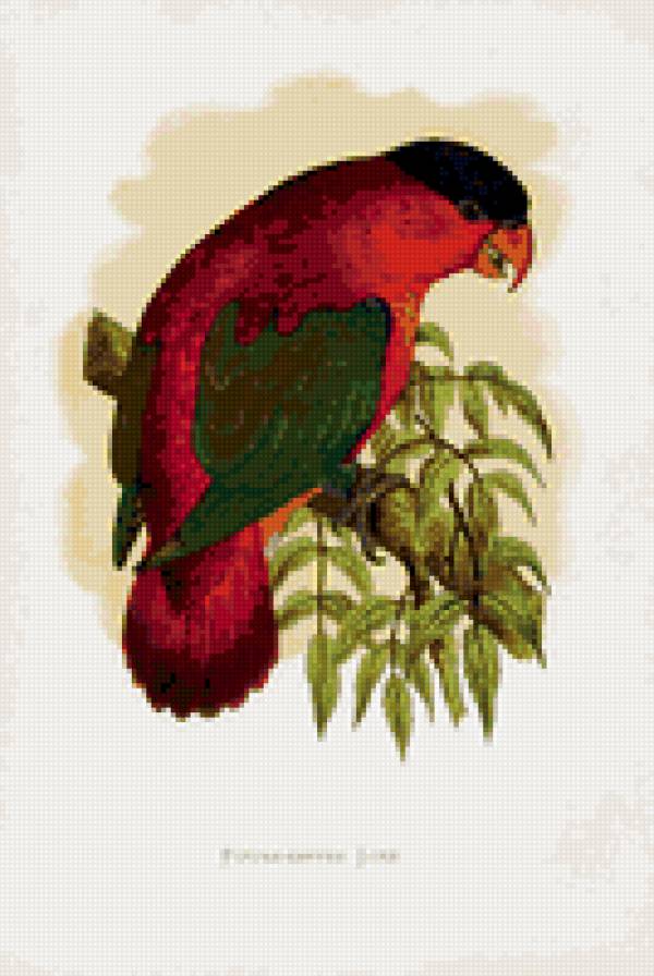 птицы. попугай - птицы. попугай - предпросмотр