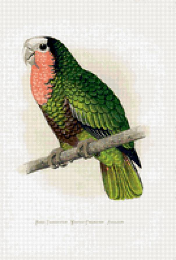 птицы. попугай - птицы. попугай - предпросмотр