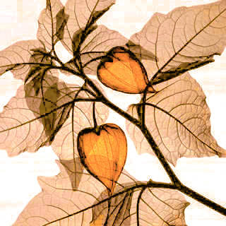 Variant 3 - rastenija - оригинал