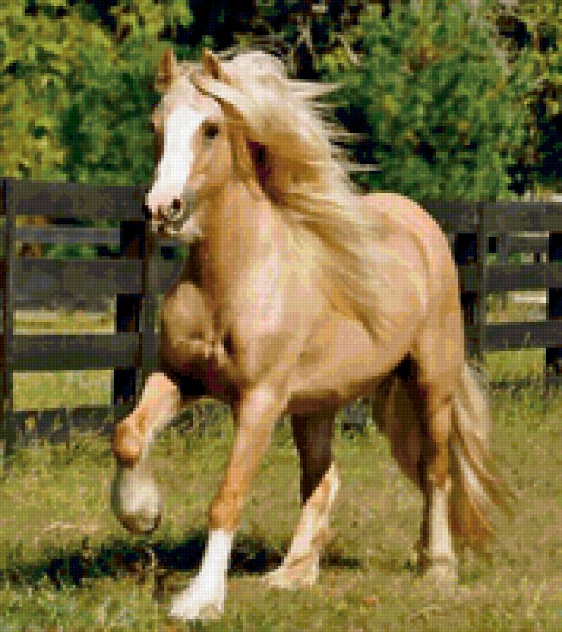 66 - природа, лошади, животные, красота - предпросмотр