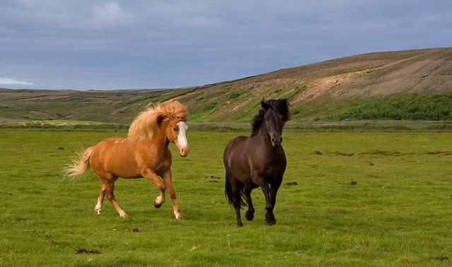86 - животные, лошади, природа, красота - оригинал