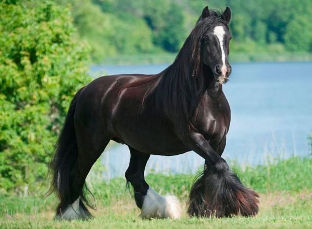 91 - природа, лошади, животные, красота - оригинал