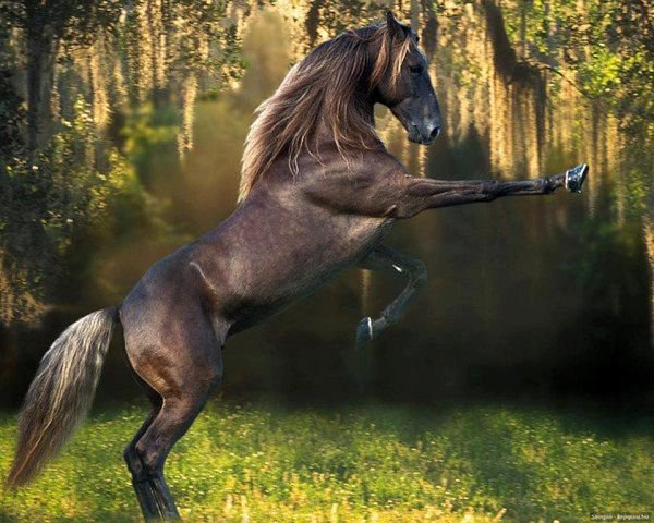 100 - природа, животные, красота, лошади - оригинал
