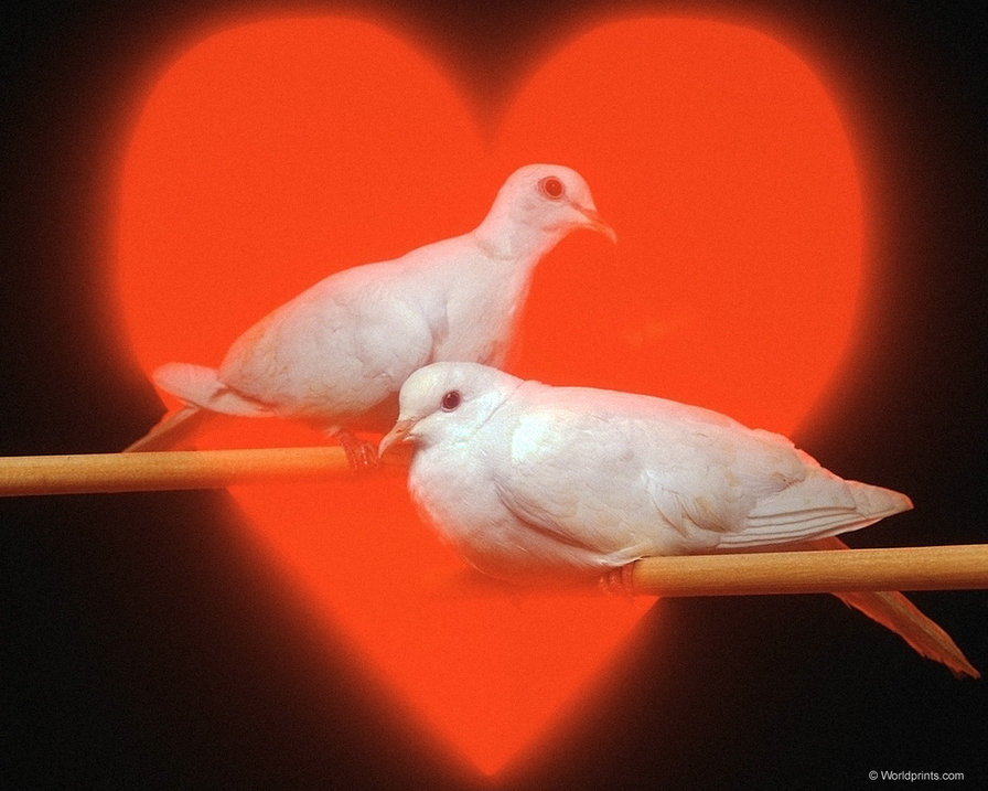 №36681 - птицы - оригинал