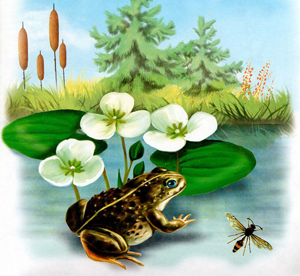 лягушка - лягушка - оригинал