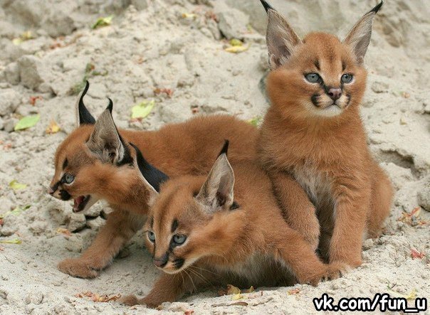рысята - животные, рысь, кошки - оригинал