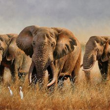 Схема вышивки «слоны»