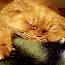 Схема вышивки «Кошак спит»