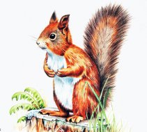 305 - животные - оригинал