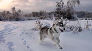 хаски - собаки, зима, снег - оригинал