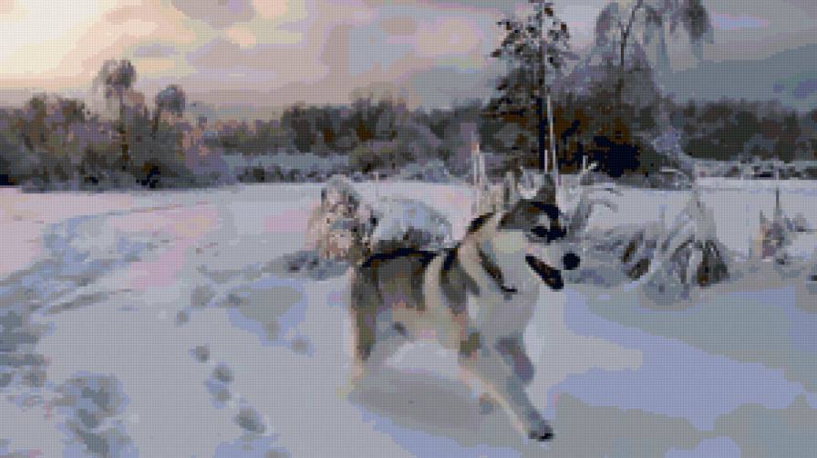 хаски - снег, зима, собаки - предпросмотр