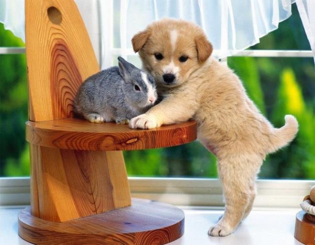 кролик и щенок - животные - оригинал