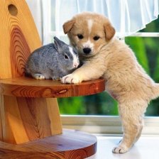 кролик и щенок