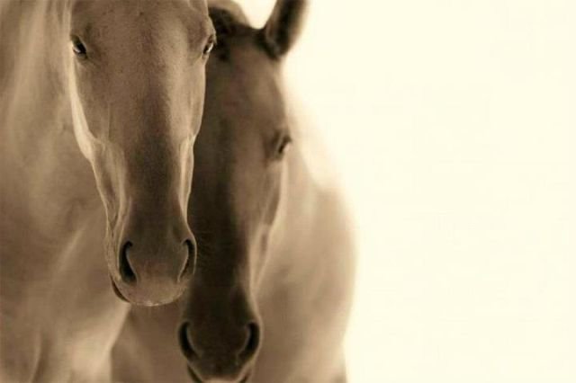 500 - лошади, красота, природа, животные - оригинал