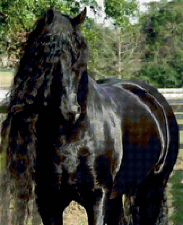 522 - природа, животные, красота, лошади - предпросмотр