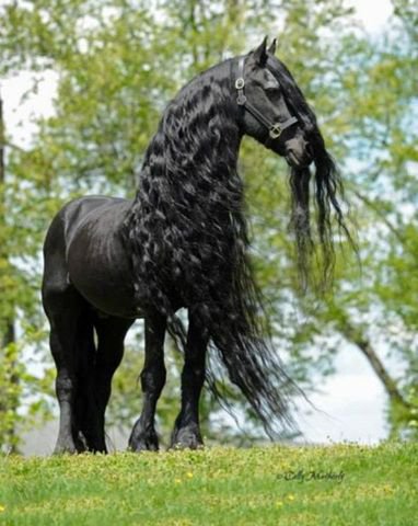 544 - красота, животные, лошади, природа - оригинал