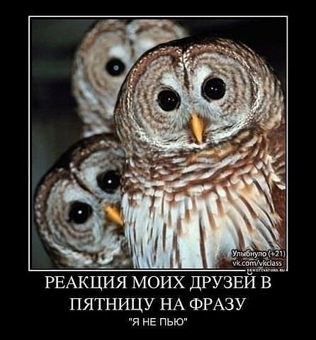 844 - птицы, природа - оригинал