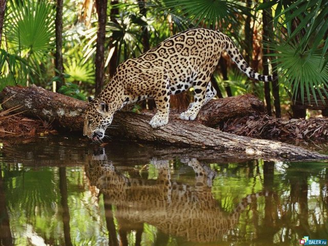 леопард - котята, кошки, животные, природа - оригинал