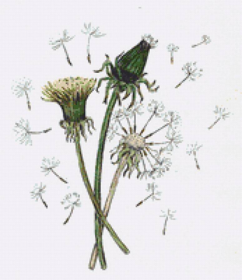 Одуванчики - цветы, панно, одуванчики, одуванчик, флора - предпросмотр