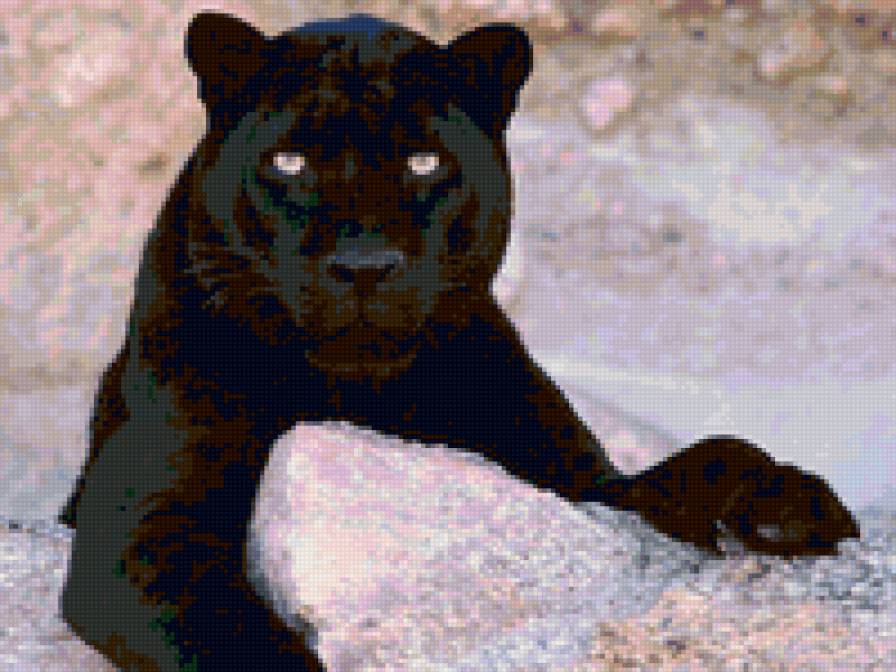 пантера - кошка - предпросмотр