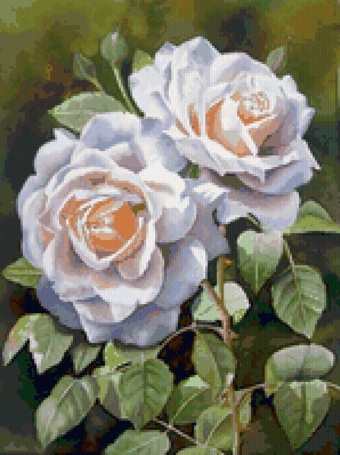 белые розы - цветы - предпросмотр