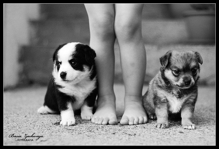 lhepmz - оригинал