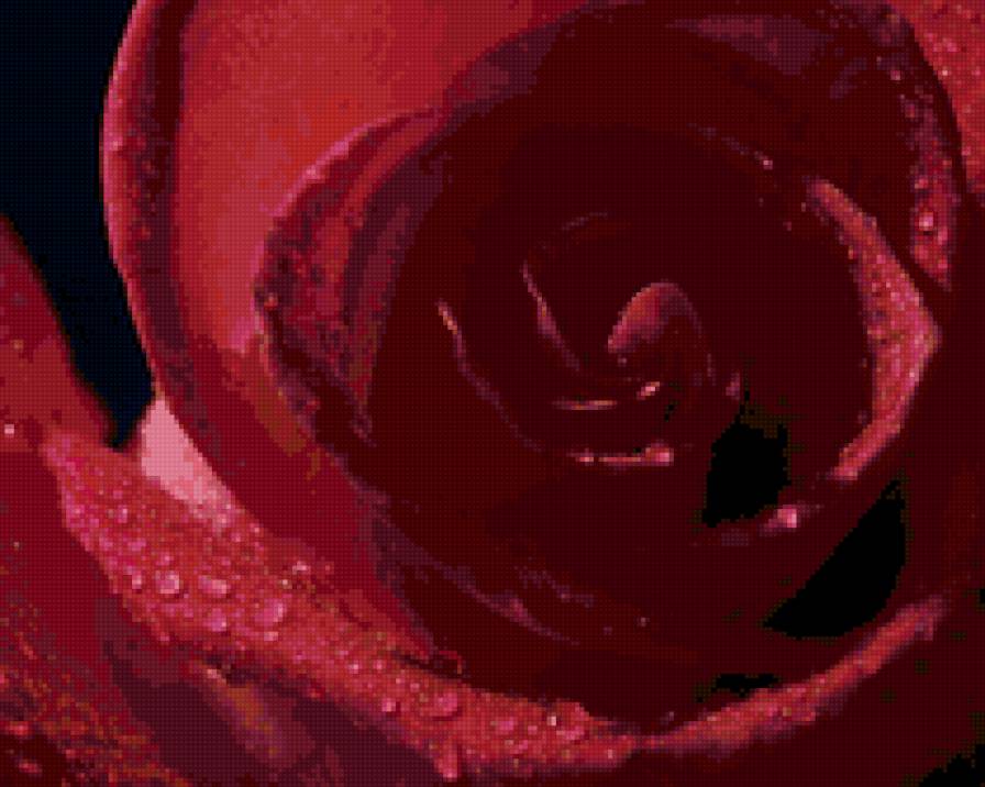 роза - цветы - предпросмотр