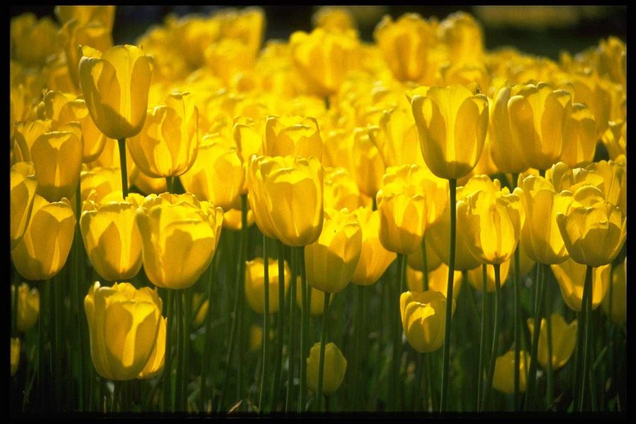 Тюльпаны - цветы - оригинал