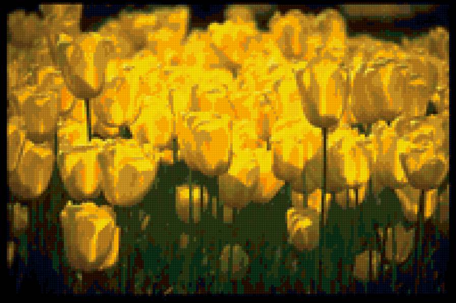 Тюльпаны - цветы - предпросмотр