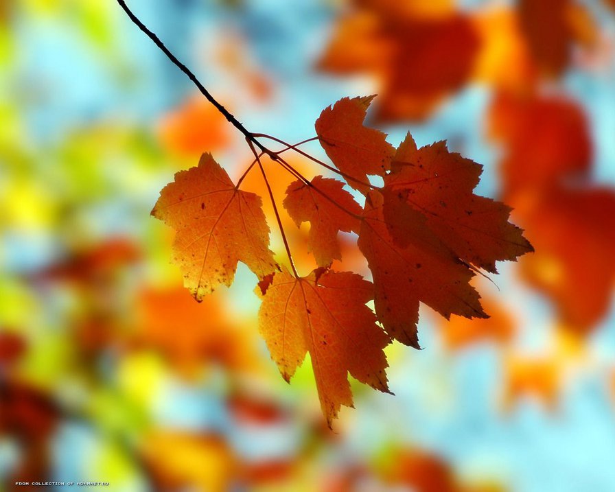 осень - желтые листья - оригинал