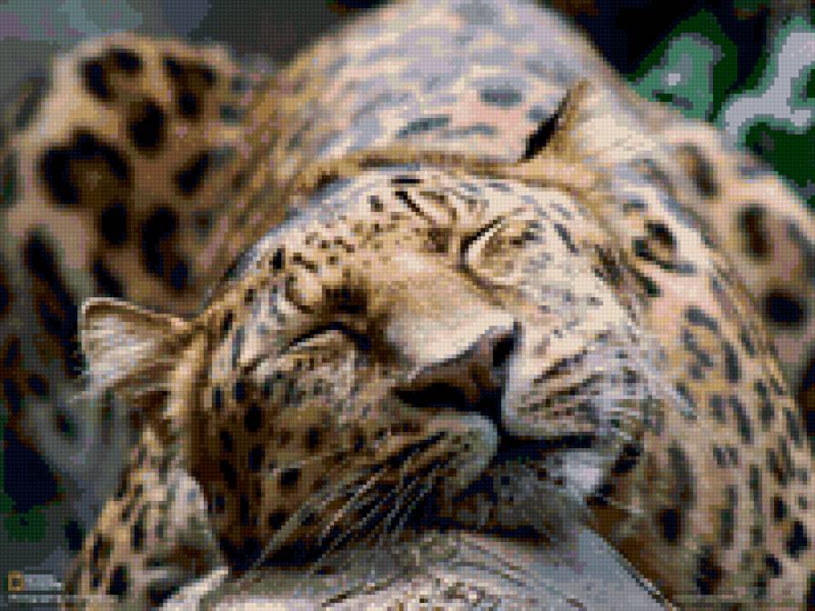 леопард - леопард - предпросмотр