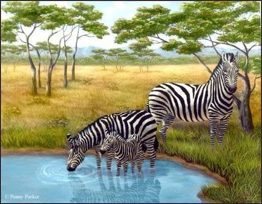 зебры - оригинал