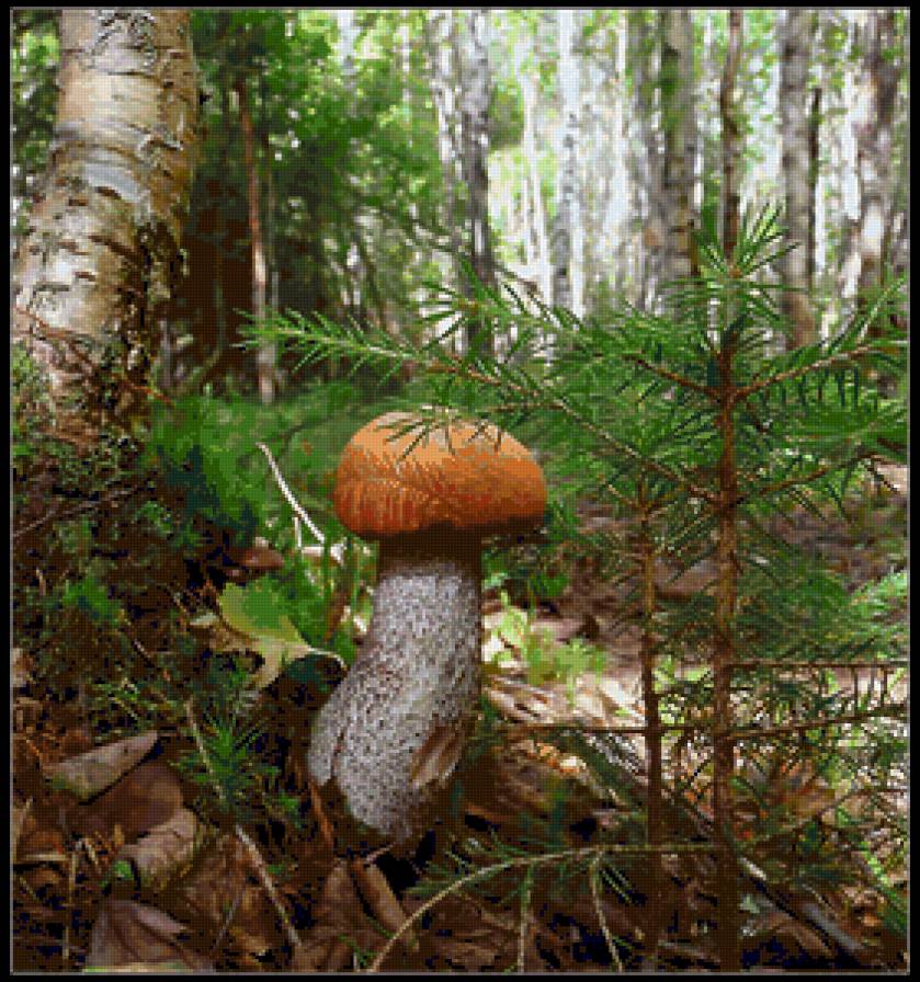 красноголовик - гриб, природа, лес - предпросмотр