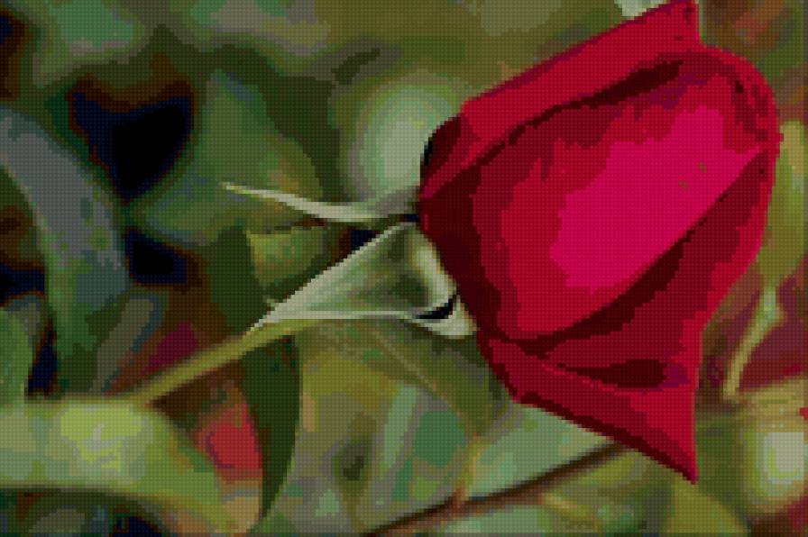 Роза - цветы - предпросмотр