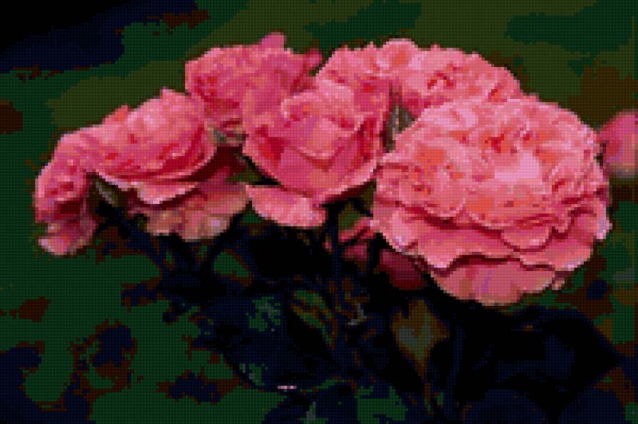 Розы - цветы - предпросмотр