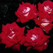 Схема вышивки «Розы»